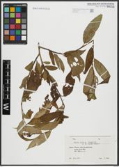 Foto von Salix alba L. x Salix fragilis L.